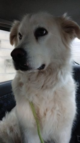 LUCE MAREMMANA 2 ANNI - Foto 2