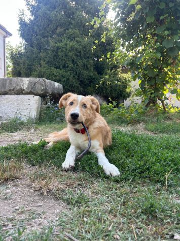 Tommy cucciolo - Foto 5