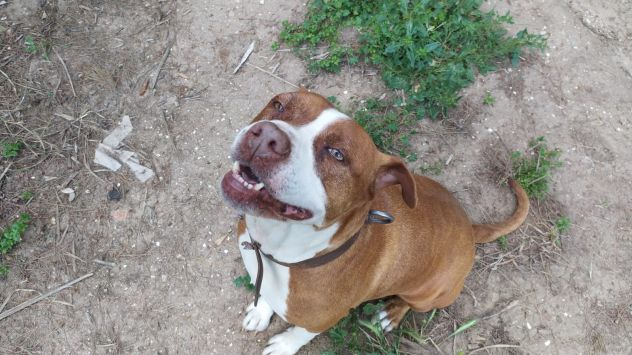 Amstaff dolcissima adulta rimasta sola in 1roulotte! SARDEGNA - Foto 5