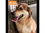 SKOOL SOCIEVOLE E TENERO CAGNOLINO IN ADOZIONE MERITA UNA VITA