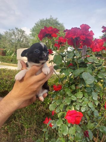 Cuccioli chihuahua - Foto 5