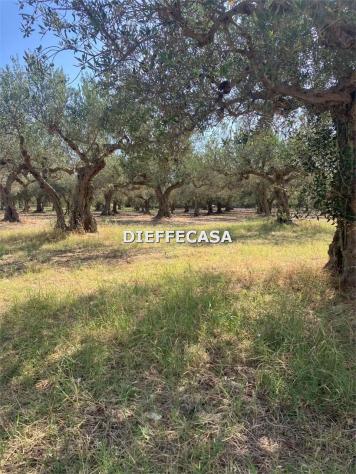 V2500 - In vendita a Trapani terreno agricolo con uliveto