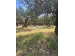 V2500 - In vendita a Trapani terreno agricolo con uliveto