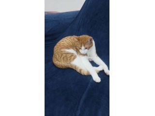 Rossino gattino