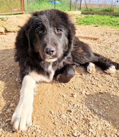 CHIAMA PER QUEGLI OCCHIONI TRISTI!MAX,IN CANILE! - Foto 10
