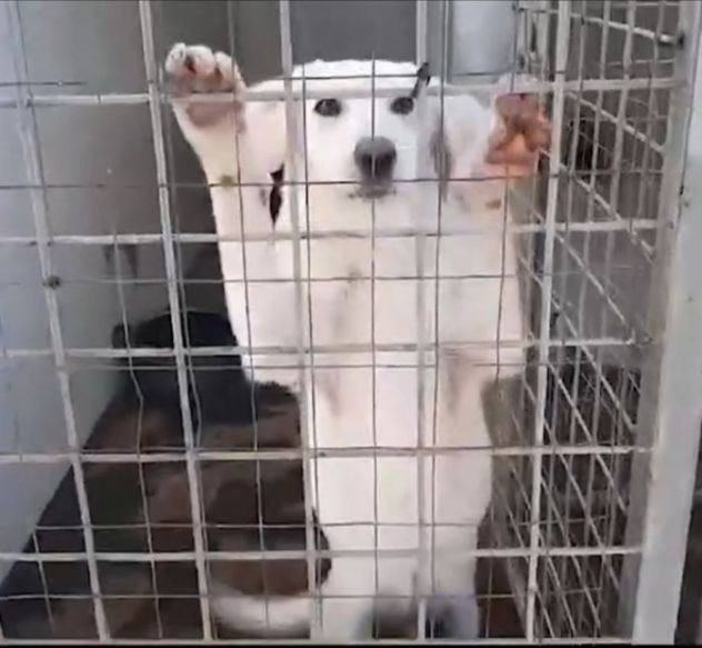 CLOUD E BECKS SIMIL LABRADOR : CAGNOLINI IN ADOZIONE - Foto 3