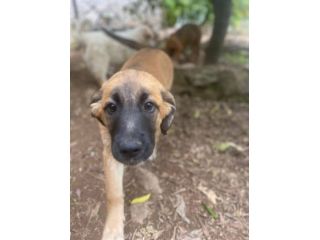 Polpetta cucciola