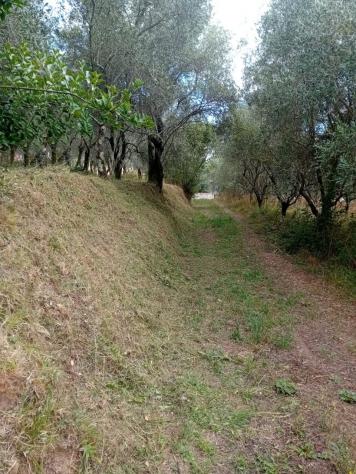 TERRENO AGRICOLO di 10000 mq (CAMAIORE - pieve di camaiore) rif. 1001 - Foto 7