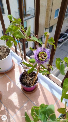 Passiflora Damsel's Delight pianta - Foto 2