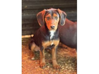 VICTORIA, la cucciola più dolce del mondo!