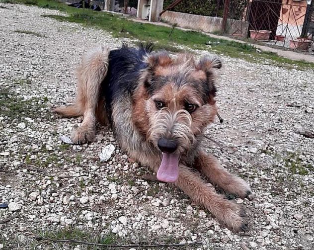 Elmer ben socializzato e bravo con i bambini - Foto 4