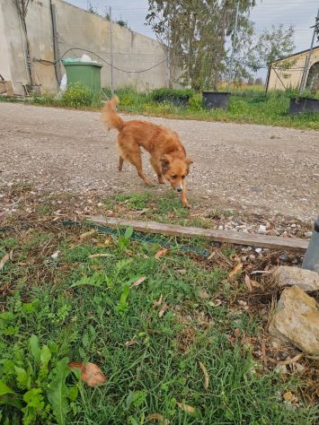 Stefi: 2 anni taglia contenuta - Foto 4