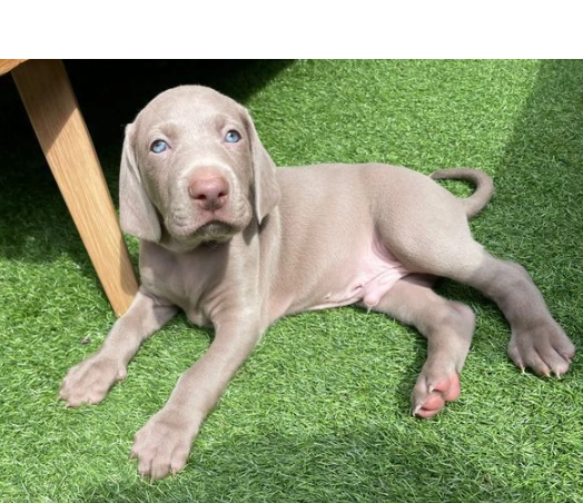 Cuccioli Bracco di Weimaraner