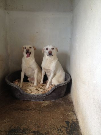 LILLO &amp; COLINO, due cani adorabili - Foto 4