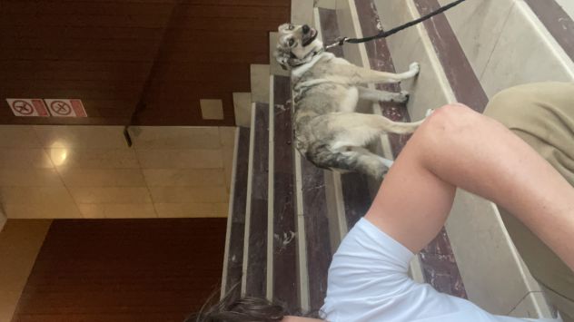 Cani - Foto 2