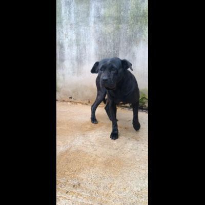BUBA MIX SHAR PEI BUONISSIMA, CAGNOLINA IN ADOZIONE - Foto 2