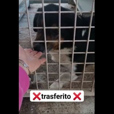 Dado bassotto in adozione - Foto 8
