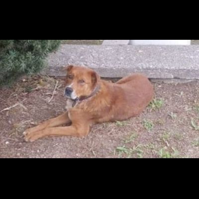 HACKITO, CUORE GRANDE, SALVIAMOLO DAL CANILE, CANE IN ADOZIONE. - Foto 3