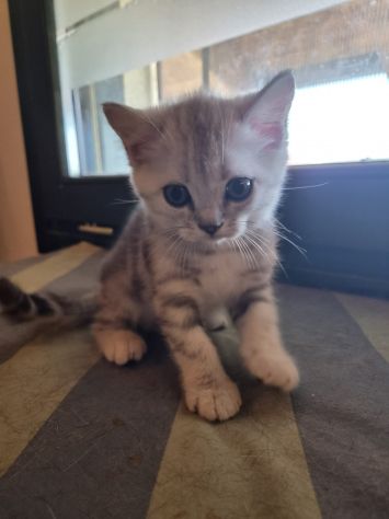 Cuccioli scottish straight e fold - Foto 5