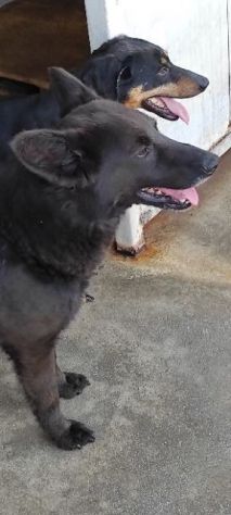 CAGNOLINO IN ADOZIONE: ALBERTO, piccolo lupetto. - Foto 4