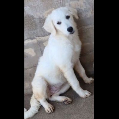 SMILLA GIOVANE CAGNOLINA IN ADOZIONE