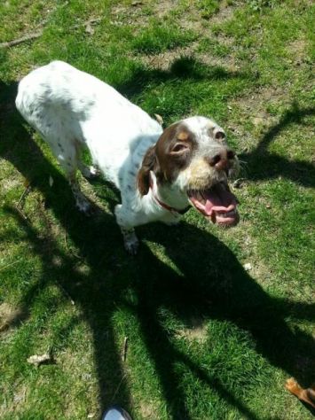 STELLA, dolce setterina - Foto 4