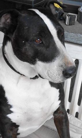 CESARE, superbo mix Amstaff/Bull Terrier - Foto 3