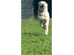 ERCOLE, stupendo mix labrador