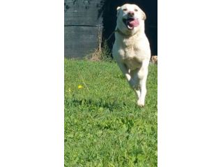 ERCOLE, stupendo mix labrador
