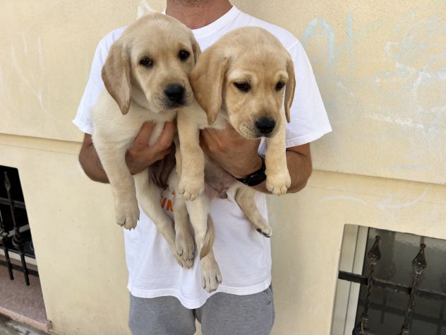 Cuccioli di Labrador Retriever - Foto 3