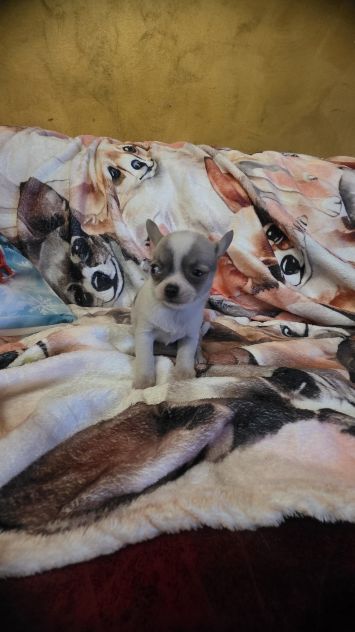Chihuahua - Foto 4