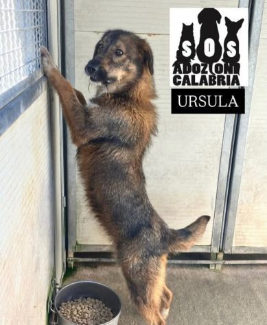 URSULA SOCIEVOLE E MOLTO AFFETTUOSA CAGNOLINA IN ADOZIONE