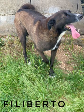 MAI SCELTI: CANI IN ADOZIONE - Foto 6