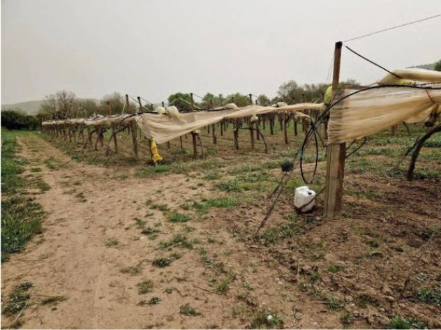 Immobile in asta di 53290 m² in vendita a Mazzarrone - Foto 7