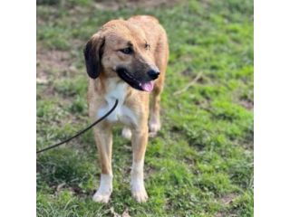 ZELDA E ZAC, la salvezza dall' oblio, CANI IN ADOZIONE TG MEDIO CONTENUTA