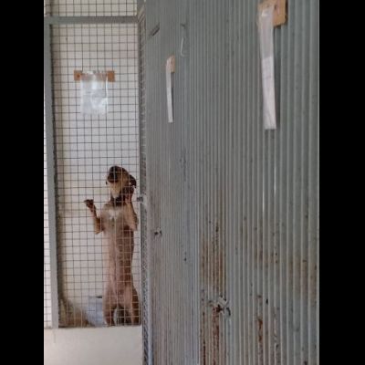 TERRY SOCIEVOLE MENDICA CAREZZE CAGNOLINA IN ADOZIONE - Foto 3