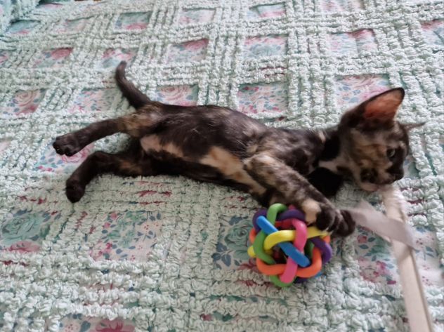 GATTINI MERAVIGLIOSI - Foto 3