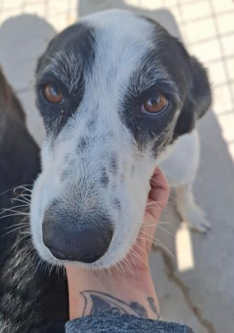 GIANNA E’ RIMASTA SOLA - Foto 3