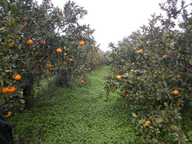 2031 - In vendita a Marsala terreno con progetto, perif. - Foto 6