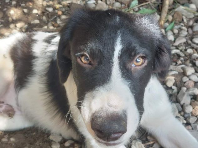 CUCCIOLI IN ADOZIONE - Foto 4