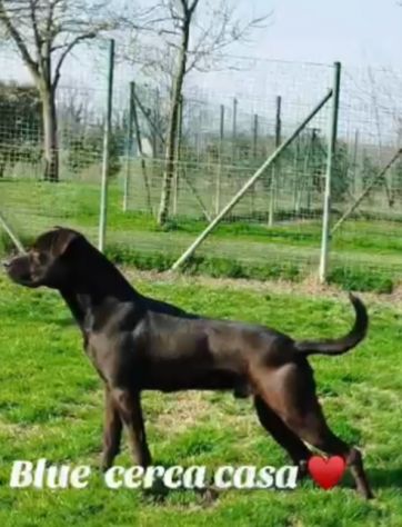 Mix molosso nero 3anni splendido prov PAVIA - Foto 4