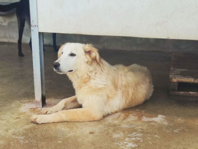 DUCCIO GIOVANE CAGNOLINO IN ADOZIONE - Foto 5