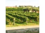 La Bocca D'Oro S.r.l.