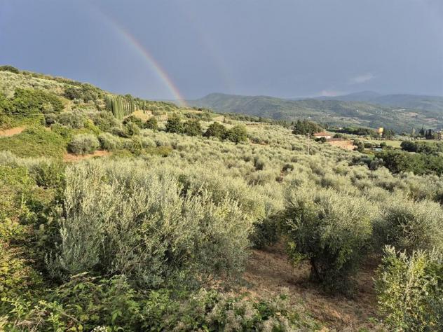TERRENO VENDESI OLIVETA DI 780 OLIVI CON RIMESSA , POSSIBILITA' LUCE E ACQUA - Foto 5