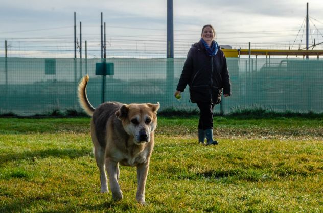 THEO, 7 ANNI, IL SUO PROPRIETARIO HA UNA BRUTTA MALATTIA E LUI CERCA CASA!! - Foto 6