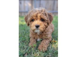 MALTIPOO CUCCIOLI - MALTIPO BICOLORE disponibili