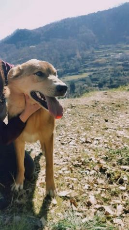 EMERSON DIMENTICATO TRA GLI INVISIBILI CANE IN ADOZIONE TG MEDIA SOCIEVOLE - Foto 5