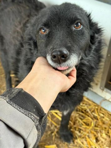 DIOR, cagnolina sorridente cerca amore! - Foto 4
