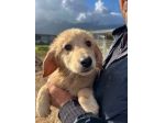RUPERT ADORABILE CUCCIOLO IN ADOZIONE
