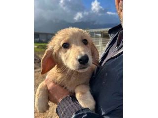 RUPERT ADORABILE CUCCIOLO IN ADOZIONE